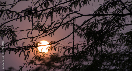 Winter sunset passing through branches - Beautiful sunset through branches, Warm sunset passing through branches, Sun shining through the leaves in the forest