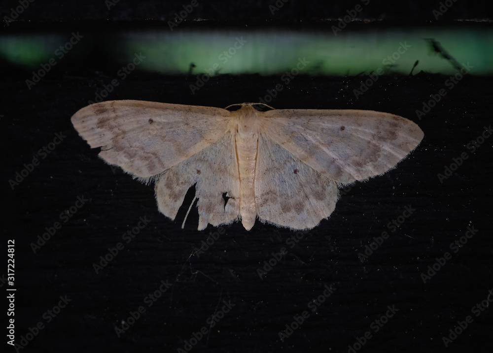 large white night moth on a black background