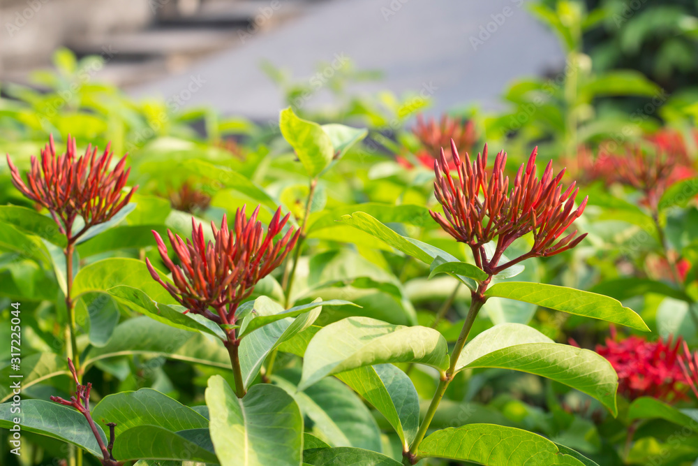 Needle flower is an important flower on Thai Teacher Respect Day, which means to have sharp intelligence like a needle. Needle flower is an important flower on Thai Teacher Respect Day, which means to have sharp intelligence like a needle.