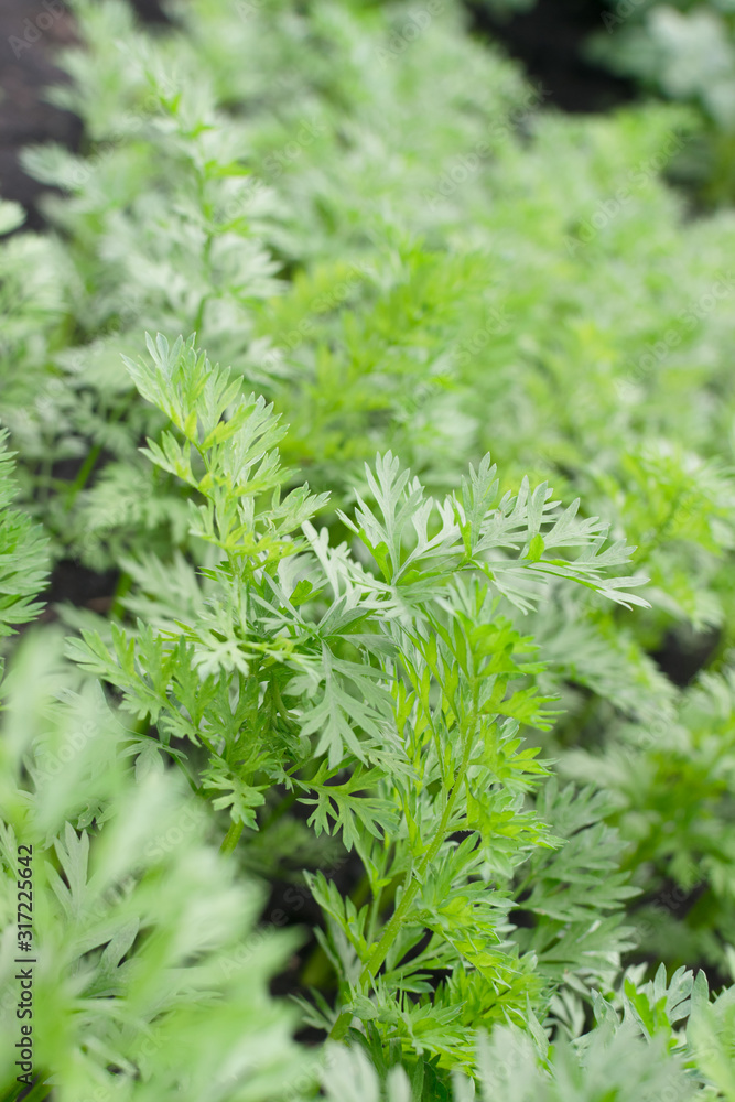 Rows of eco young carrot plants in spring garden Rows of eco young carrot plants in spring garden