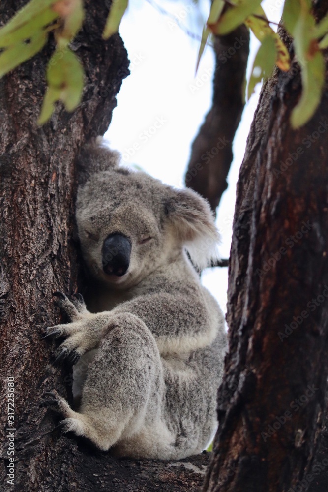 Obraz premium koala bear sleeping on tree