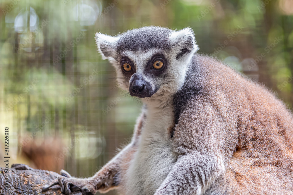Obraz premium Ring-tailed lemur in the zoo