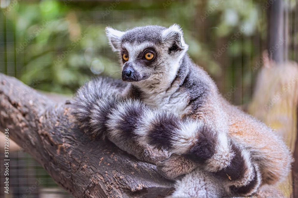 Fototapeta premium Ring-tailed lemur in the zoo