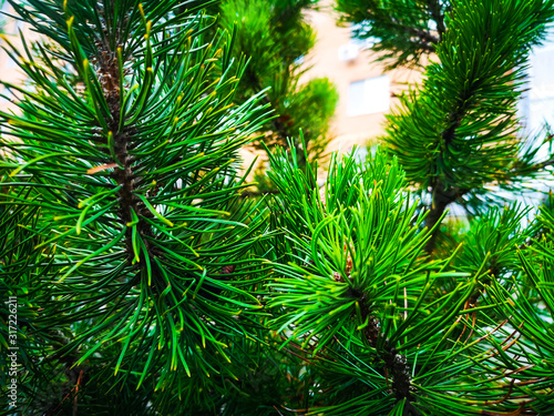 lush pine branches and buds in the yard against the background of a brick wall and a plastic window