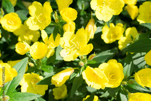 Yellow flowers of Oenothera, evening primrose, suncups or sundrops photo