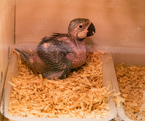 Baby bird from the hatching incubator