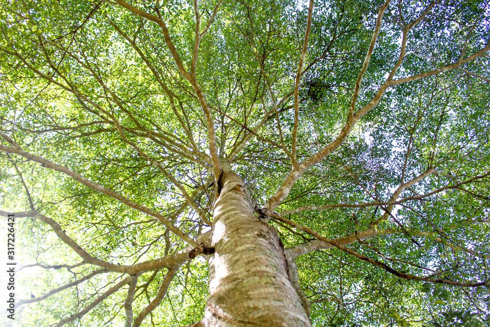 Fototapeta premium Green branches