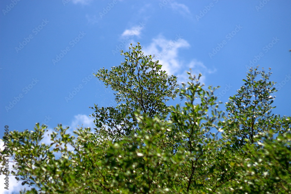 Green leaves with a background sky Green leaves with a background sky