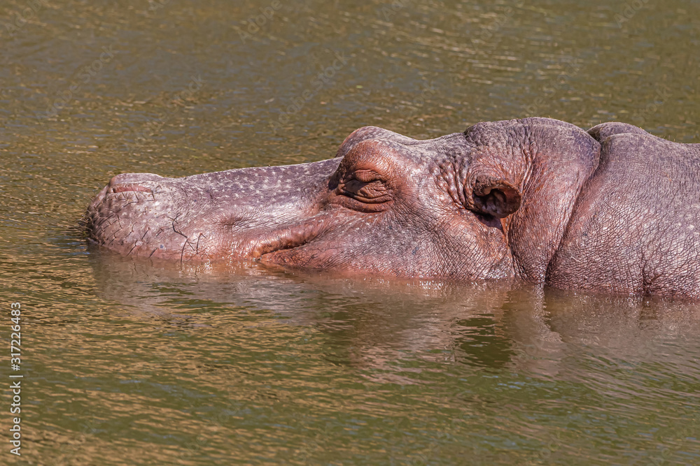 A close up view of a hippopotamus in a pond A close up view of a hippopotamus in a pond