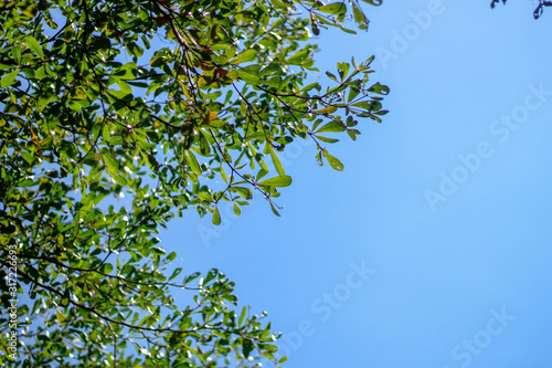 Green leaves with a background sky