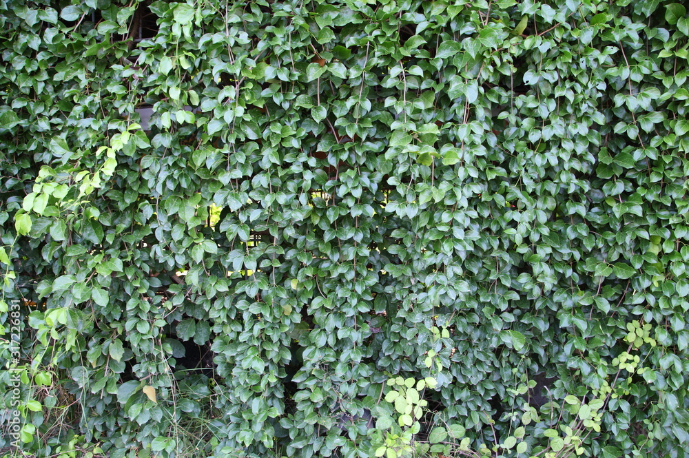 Green Leaf Background Closeup vertical Green Leaf Background Closeup vertical