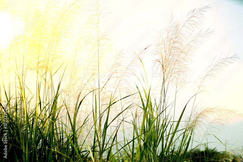 Beautiful grass flowers in the morning Beautiful grass flowers in the morning