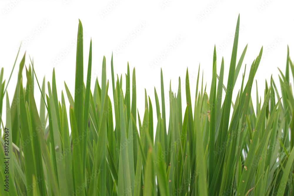 Grass isolated on white background. Grass isolated on white background.