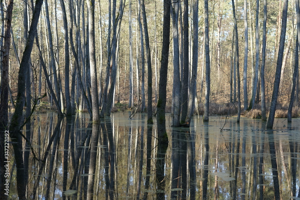 Geheimnisvolle Flusslandschaft in einem Auenwald Geheimnisvolle Flusslandschaft in einem Auenwald