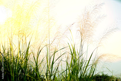  Beautiful grass flowers in the morning