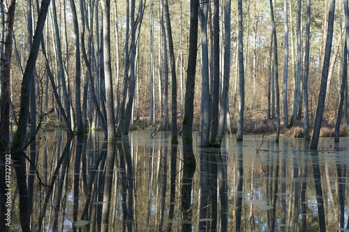 Geheimnisvolle Flusslandschaft in einem Auenwald