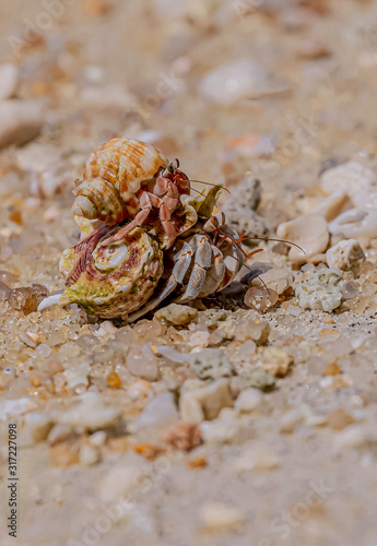A variety of hermit crabs shape
