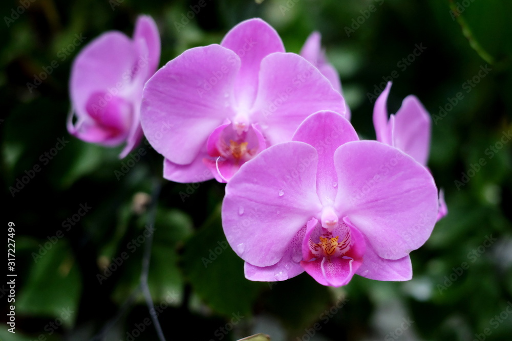 Purple orchid flowers Purple orchid flowers