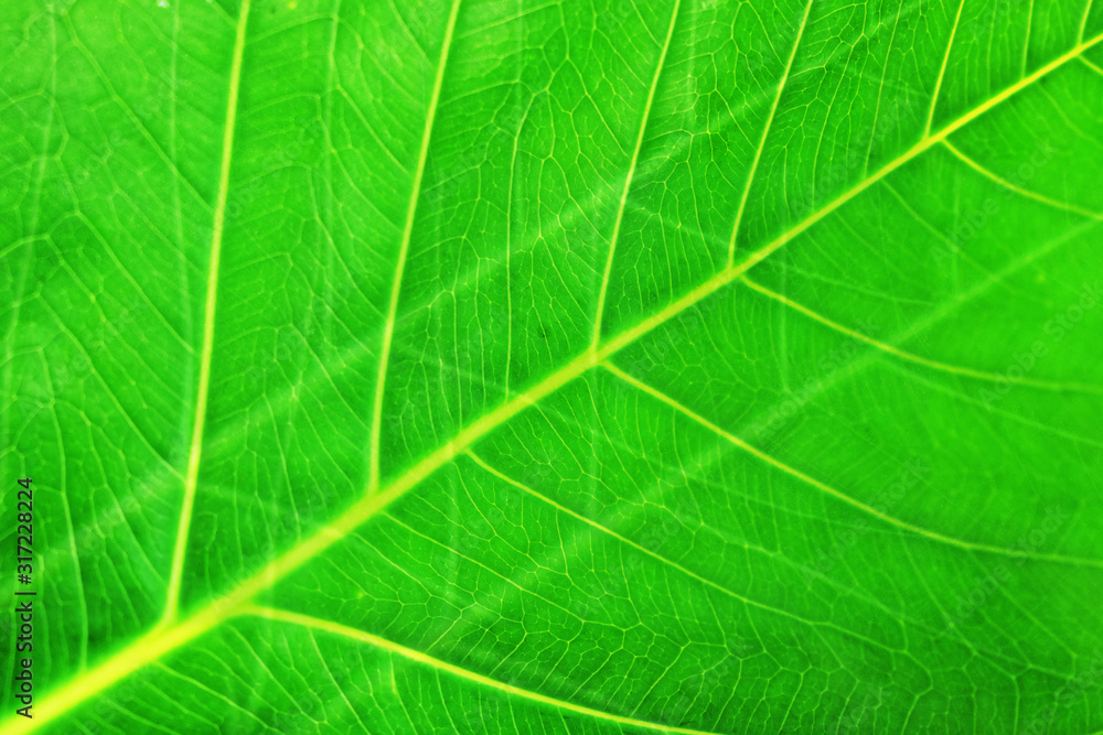 texture of green leaf texture of green leaf