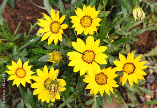 Closeup of bright yellow colorful chrysanthemums