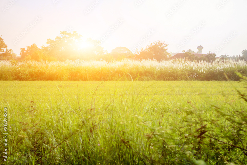 Obraz premium Landscape green rice field with sunrise in the morning