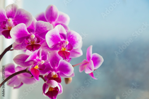 Beautiful pink purple white Phalaenopsis or Moth dendrobium Orchid flower in winter in home window tropical garden. Floral nature background. Selective focus. © sunday_morning