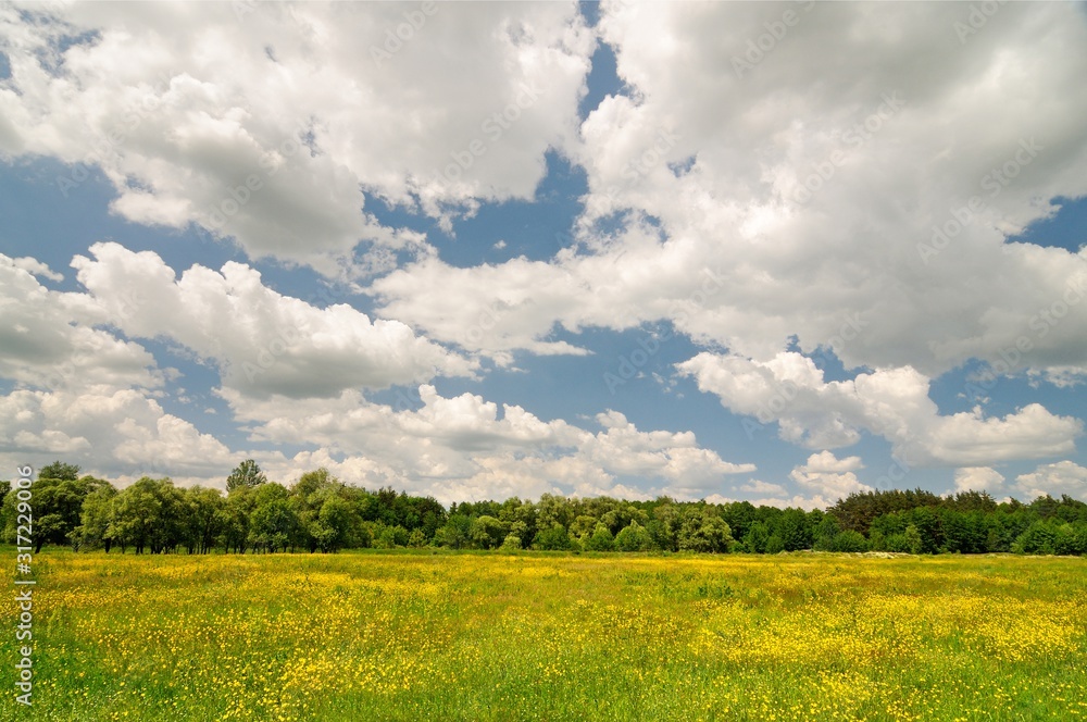 Spring nature landscape with yellow flowers field and trees