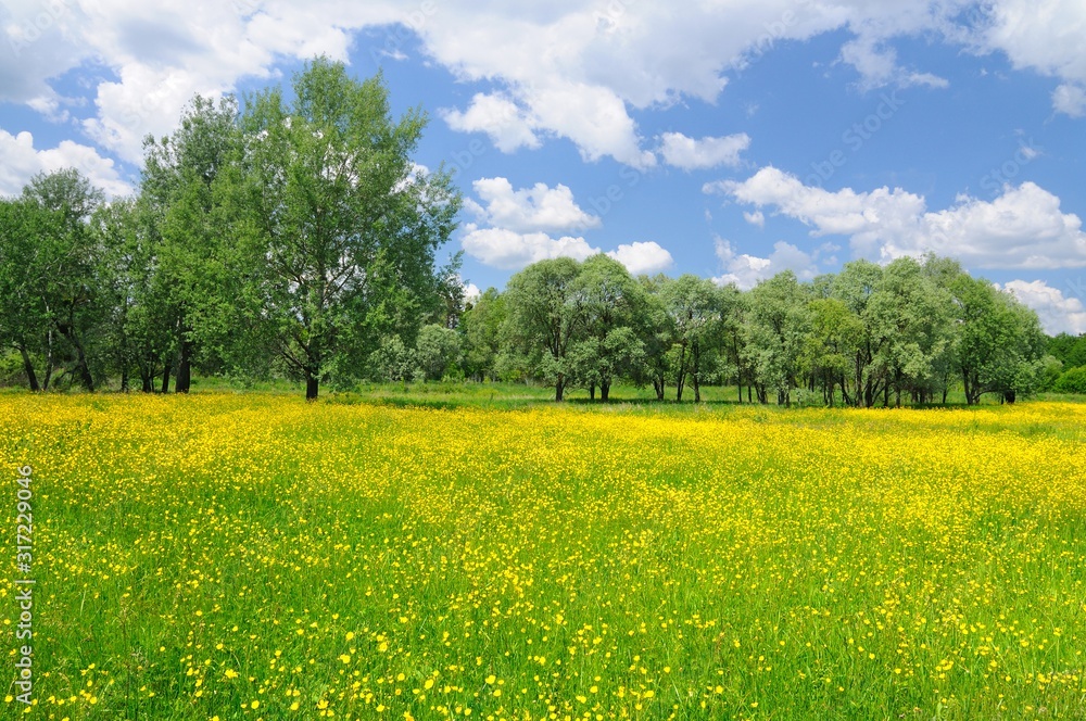 Spring nature landscape with bright yellow blooming flowers