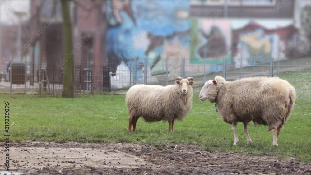 Sheep in a Urban City Farm surrounded by graffities Sheep in a Urban City Farm surrounded by graffities