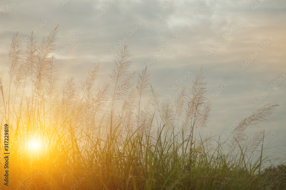 Beautiful grass flowers in the evening sunset Beautiful grass flowers in the evening sunset