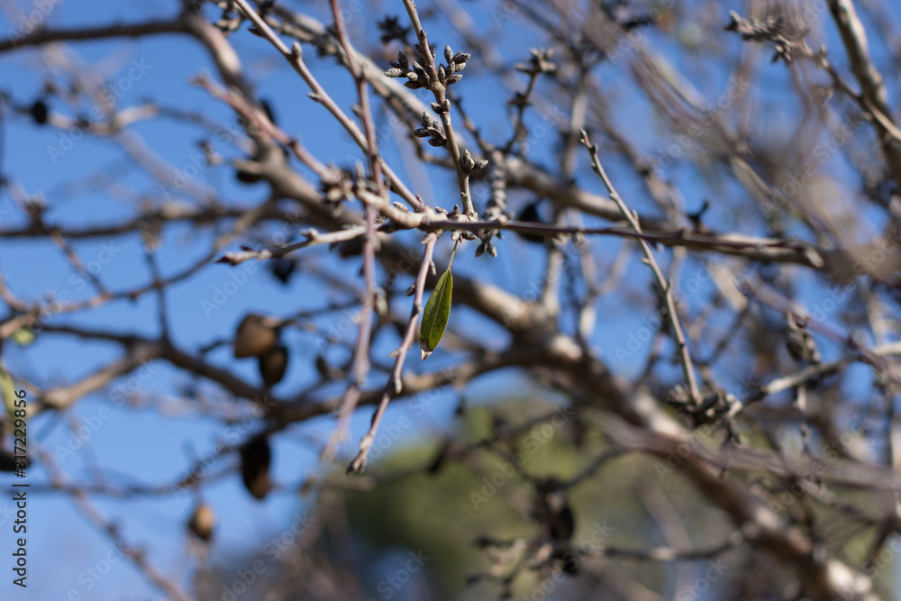 autumn, background, beautiful, black, black leaf, black moths, black olives, blue, blue sky, blurred background, branch, close up, cold, diet, eating healthy, evergreen, farm, food, forest, fresh, fru autumn, background, beautiful, black, black leaf, black moths, black olives, blue, blue sky, blurred background, branch, close up, cold, diet, eating healthy, evergreen, farm, food, forest, fresh, fru