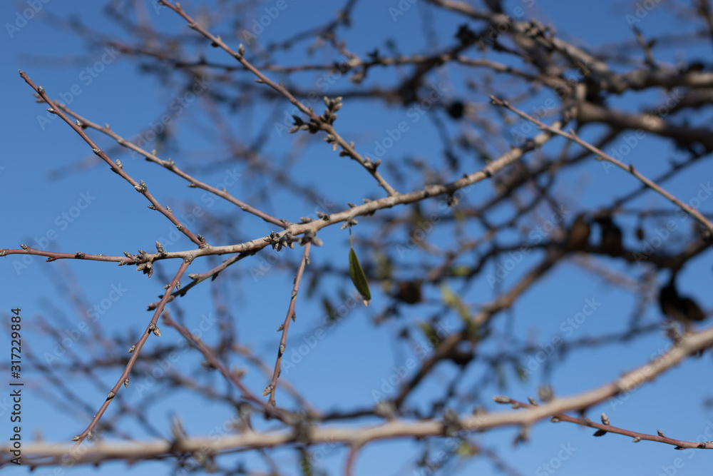 autumn, background, beautiful, black, black leaf, black moths, black olives, blue, blue sky, blurred background, branch, close up, cold, diet, eating healthy, evergreen, farm, food, forest, fresh, fru autumn, background, beautiful, black, black leaf, black moths, black olives, blue, blue sky, blurred background, branch, close up, cold, diet, eating healthy, evergreen, farm, food, forest, fresh, fru