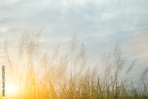 Beautiful grass flowers in the evening