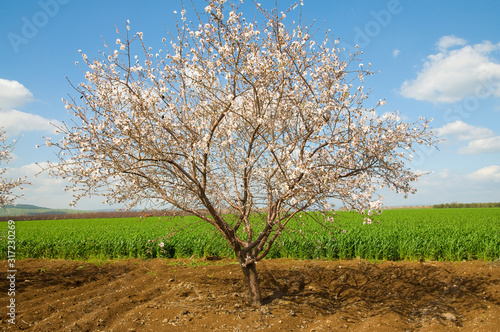 Flowering of almond trees