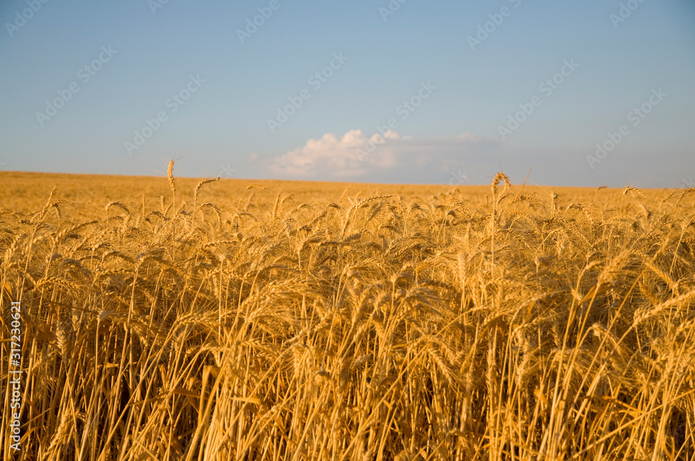 Obraz premium Wheat field