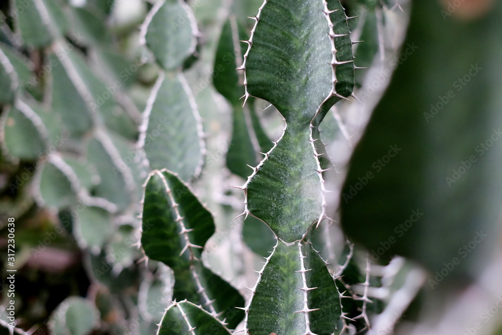 Beautiful cacti macro Beautiful cacti macro