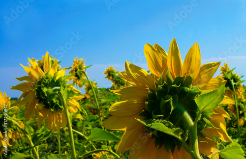 Large field of sunflowers on a sunny day with blue sky