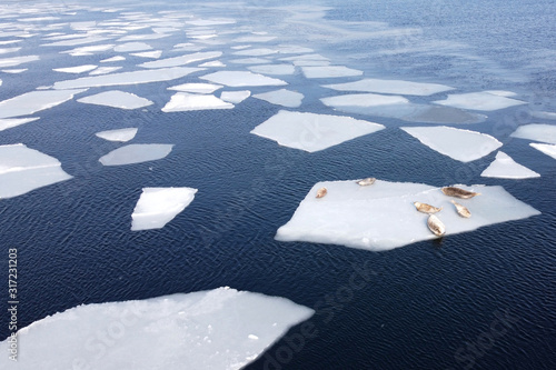 Aerial image of seals (spotted seal, largha seal, Phoca largha) laying on ice floe in blue sea water in sunny winter day. Aerial image of cute sea mammals floating surrounded with ice floes.