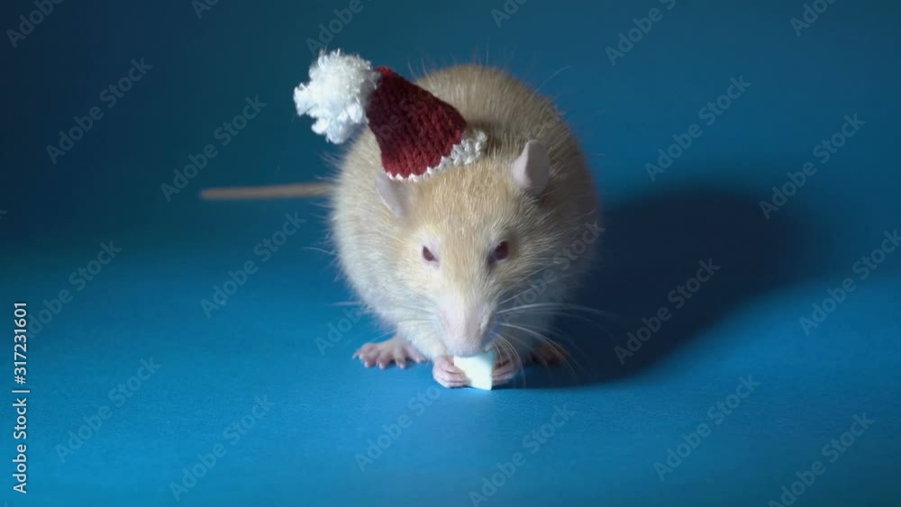A fat white rat in a red Santa hat eats cheese sitting on a blue background. An albino rat with red eyes. Extreme close-up. 4K A fat white rat in a red Santa hat eats cheese sitting on a blue background. An albino rat with red eyes. Extreme close-up. 4K