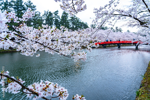 Hirosaki park cherry blossoms matsuri festival in springtime season. Beauty full bloom pink sakura flowers around Shunyo-bashi Bridge in west moat. Aomori Prefecture, Tohoku Region, Japan photo