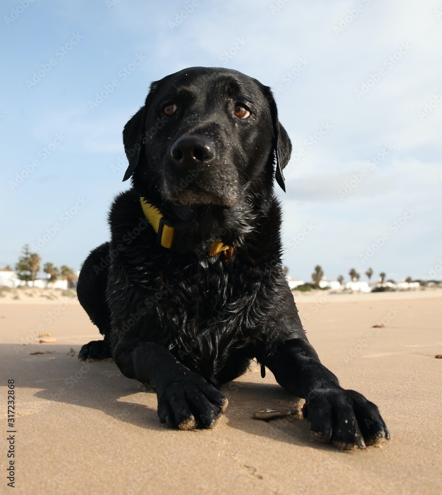 Black Labrador looking worried on beach