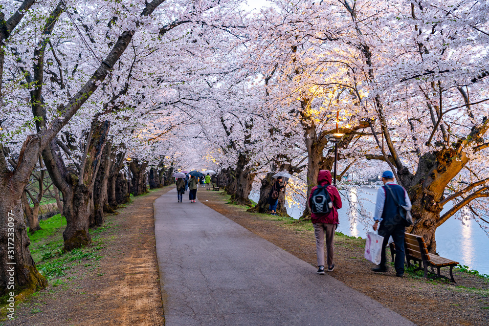 Hirosaki park cherry blossoms matsuri festival in springtime season. Beauty full bloom pink sakura flowers tunnel in west moat. Aomori Prefecture, Tohoku Region, Japan