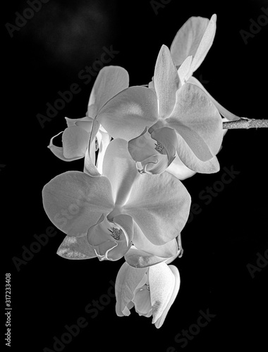 white orchid on black background - monochromatic picture photo