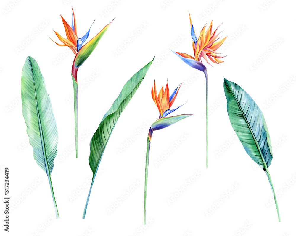 Watercolor isolated tropical flowers and leaves - banana, palm , strelitzia. Great for Hawaii wedding, beach party, tropical wedding invites - obrazy, fototapety, plakaty 
