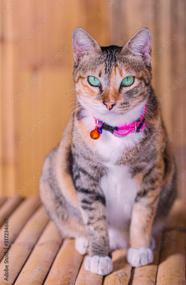 A beautiful cat with blue-green eyes