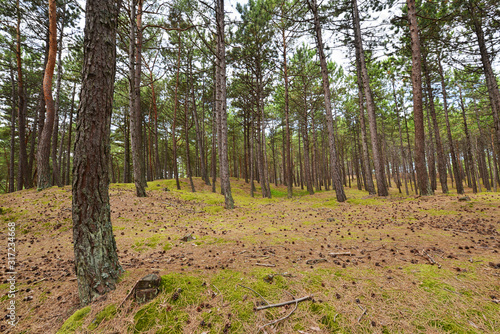Green pine forest in summer