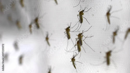 mosquito on insect net close up.