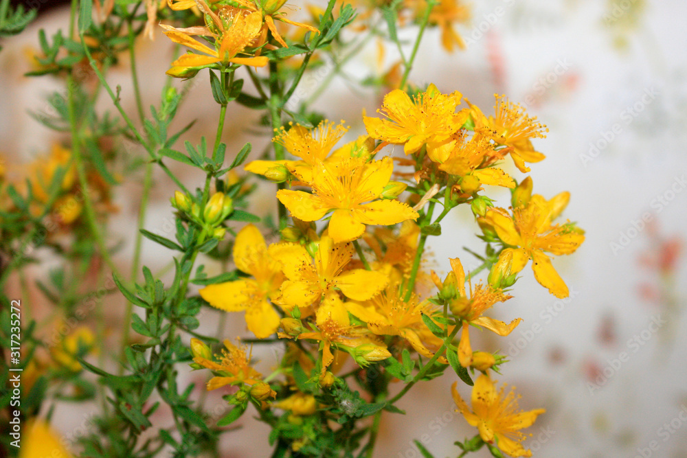 Saint John's wort bio organic blooming from mountains on the sea side Mediterranean Sea. Dalmatia.