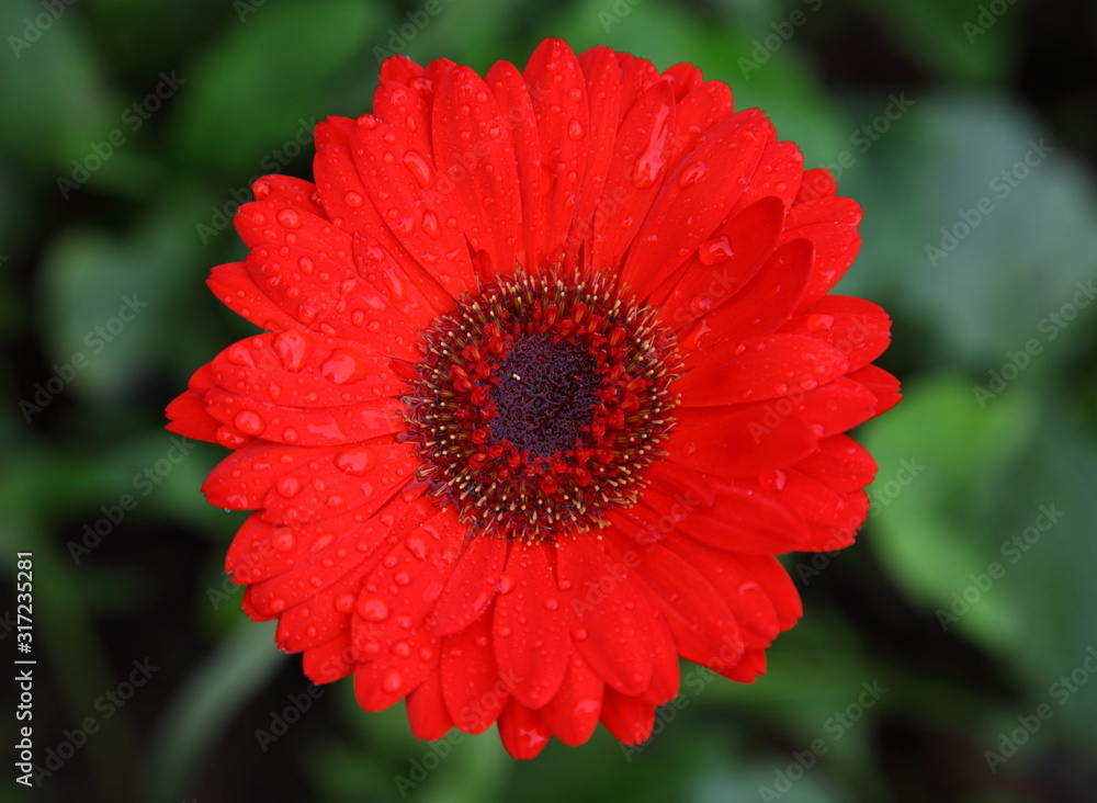 Beautiful red gerbera flower with rain drops Beautiful red gerbera flower with rain drops