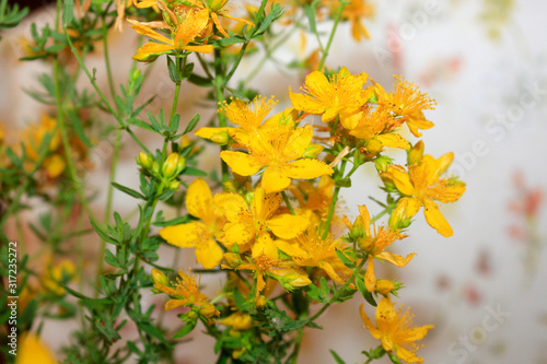 Obraz na płótnie Saint John's wort bio organic blooming from mountains on the sea side Mediterranean Sea. Dalmatia. w salonie